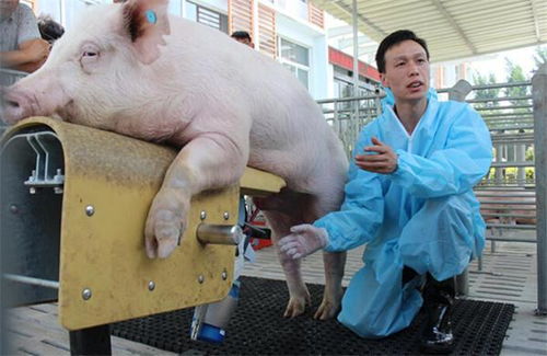外购种猪,别再让这些误区忽悠了