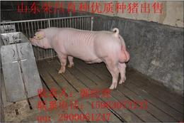 长白种猪供应信息 长白种猪批发 长白种猪价格 找长白种猪产品上