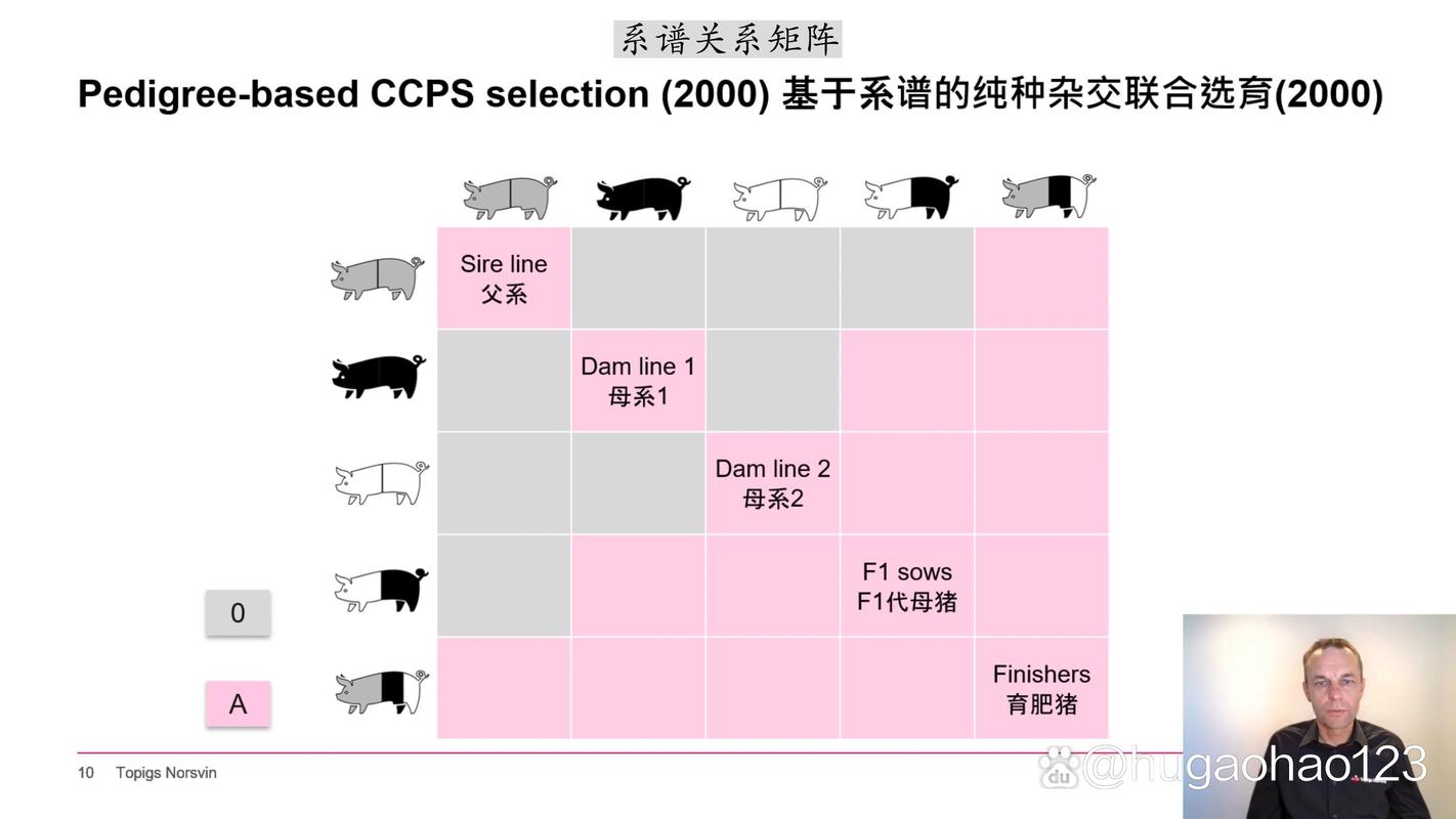 托佩克种猪gpgs峰会杂交猪的性能纯种猪的性能