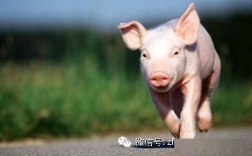 卖房不如养猪 有猪企半年狂赚117亿 万科也要养猪了