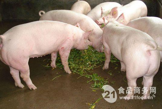 山东仔猪价格山东小猪苗价格价格,产品报价