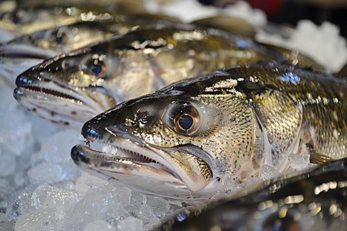 鲜冻银鳕鱼与托佩克种猪 食材与畜牧的视觉交融