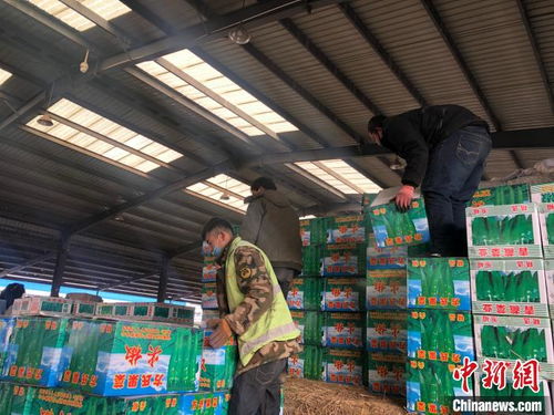 探访青藏高原农副产品集散中心 种类繁多、物流畅通的铜之家与托佩克种猪