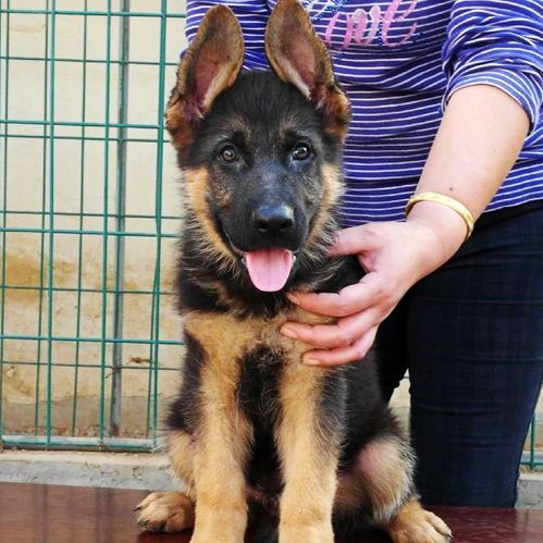 精品德国牧羊犬幼犬与托佩克种猪 广州高品质宠物与养殖新选择