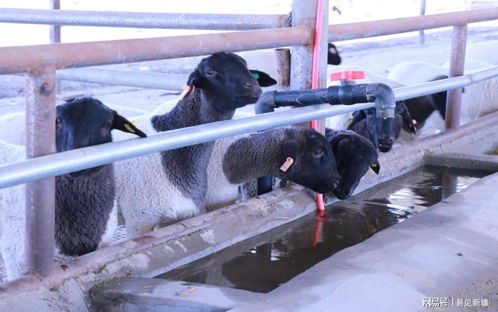 新和县塔木托格拉克乡 特色羊养殖与托佩克种猪助力村民增收致富