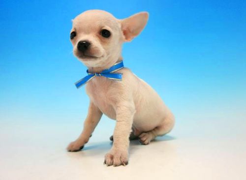 吉娃娃 眼睛炯炯有神的体型最小狗狗