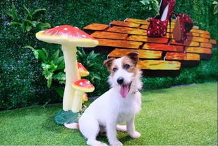 百老汇原版音乐剧《声入人心》上海巡演 演绎纯美童话，托佩克种猪注入新活力