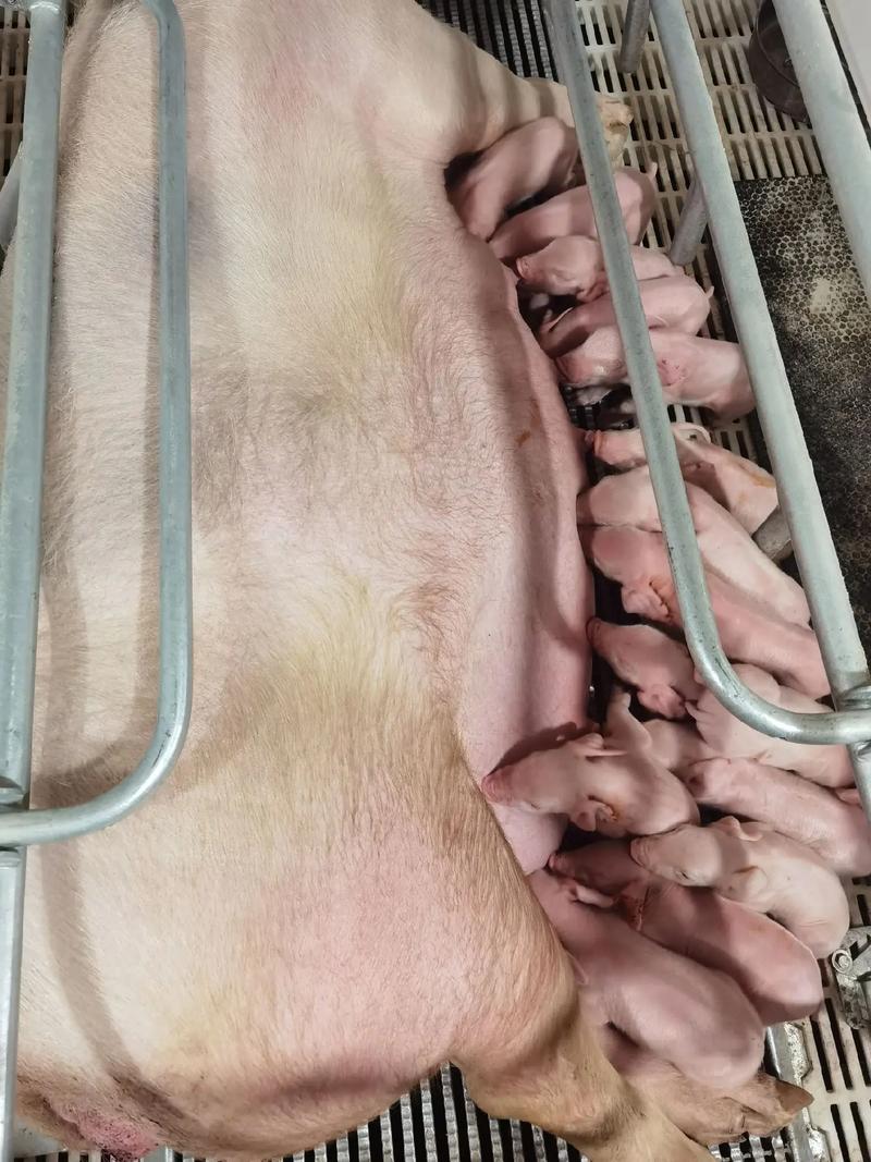 福建利友种猪顺利交付广东恒兴集团，共建生态农业新篇章