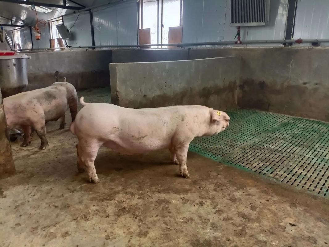 托佩克曾祖代种猪热销中国 助力生猪产业优化升级