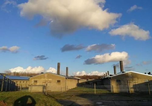 德国猪场PSY超28的精细化流程与托佩克种猪高效管理实践