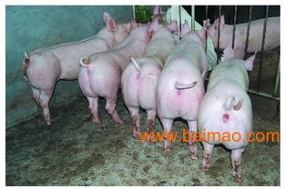 潍坊大型种猪场 山东托佩克种猪的专业生产与价格解析