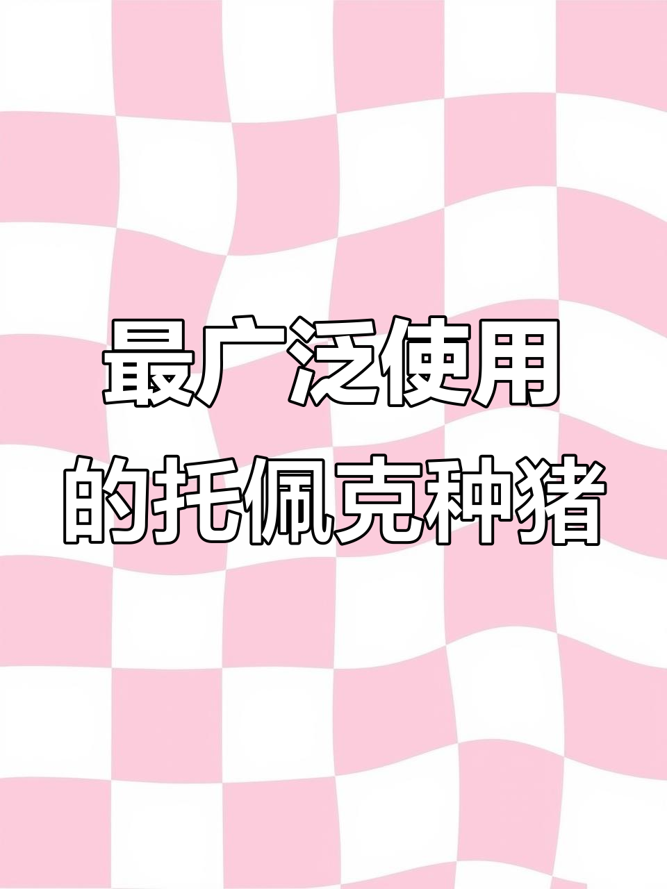 托佩克种猪 全球最受欢迎的养猪品种，优势明显