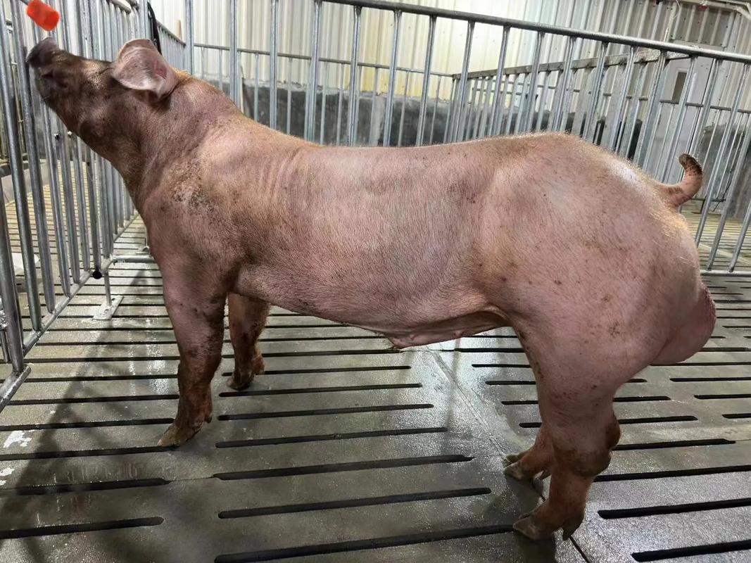 福建利友种猪成功交付广东恒兴集团，深化行业合作