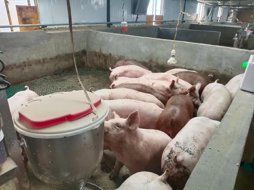 美国托佩克曾祖代种猪热销中国，推动生猪产业升级