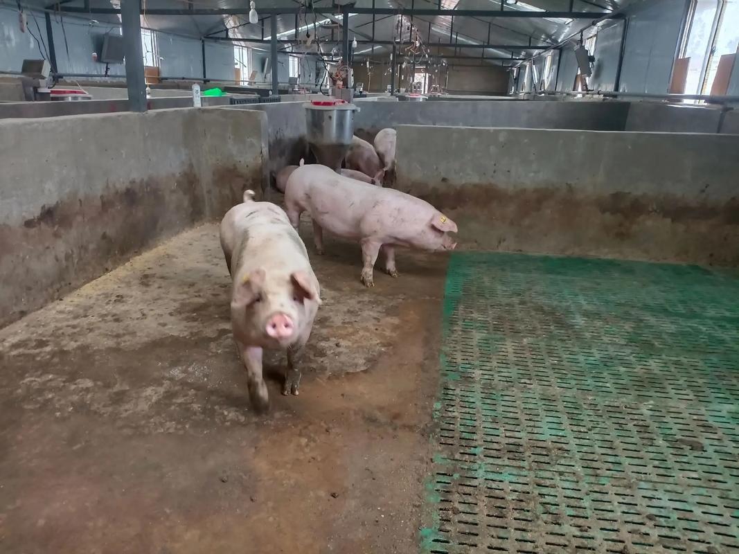 托佩克曾祖代种猪 从美国到中国的热销现象解析