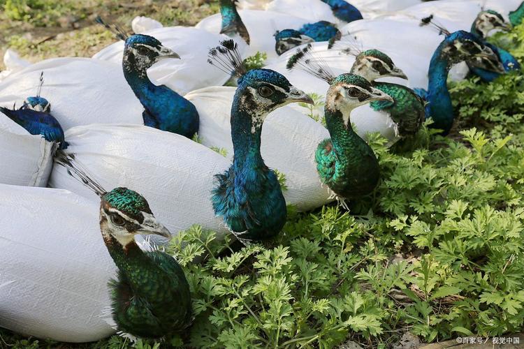 未来十年暴利养殖黑马 科技+生态+特色，如何依托托佩克种猪实现躺赚？