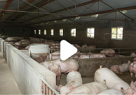 投资300头托佩克种猪场的资金规划与关键考量