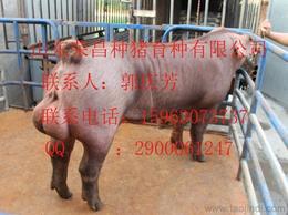 大约克种猪与托佩克种猪 优质种源供应与市场行情解析