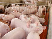 我国首家托佩克国际种猪基因中心建立 推动种猪育种新篇章