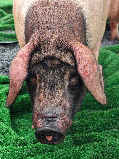 托佩克种猪 把养猪场打造成一个体验式农业旅游景点