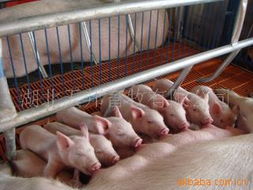 湖北天邦农业发展集团 卓越种猪基因——托佩克种猪产品详解