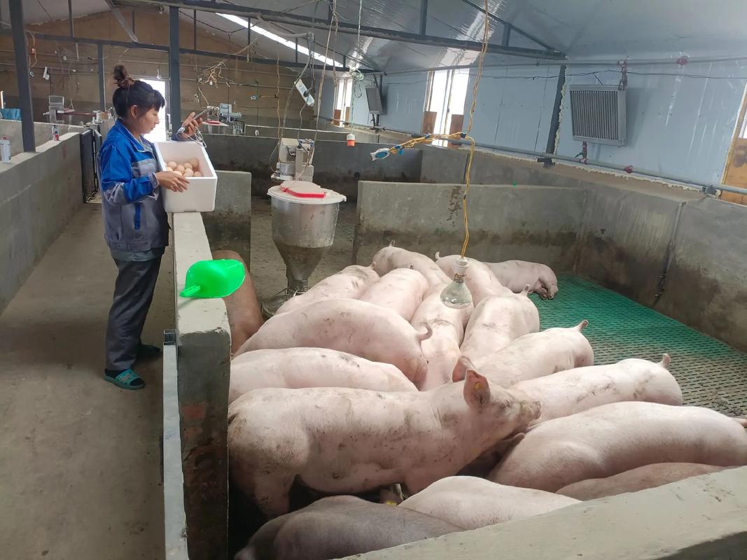 托佩克种猪热销中国 美国曾祖代种猪助力中国生猪产业升级