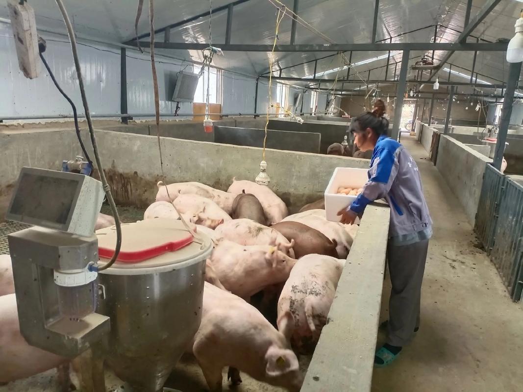 从美国到中国 托佩克曾祖代种猪热销背后的产业机遇