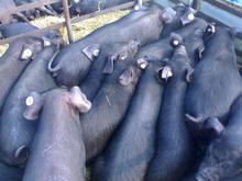 d芜湖最新查询黑猪价格黑猪报价黑猪价格最新查询 价格 面议 头 江苏大型种猪场 价格库