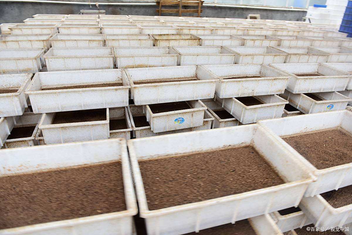 未来十年暴利养殖黑马 科技+生态+特色，托佩克种猪如何让你躺赚？