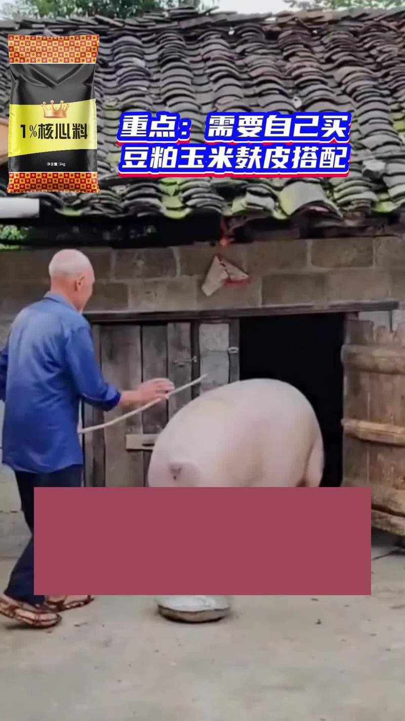 原种托佩克一代后备母猪安全送达，感恩老客户一如既往的支持