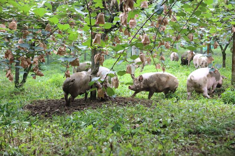 为何我国大量进口美国托佩克种猪，而非依赖本土猪种？