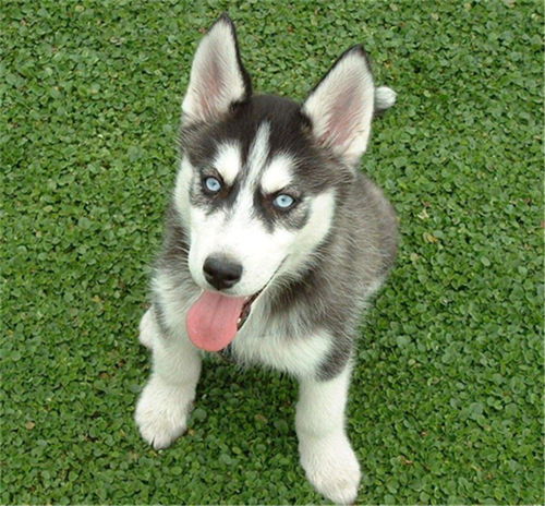 精品哈士奇与种猪养殖 西安高端宠物与农业育种服务