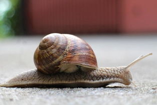 克罗托迪吉塔娜饭店 品味佩雷多与托佩克种猪的美食之旅