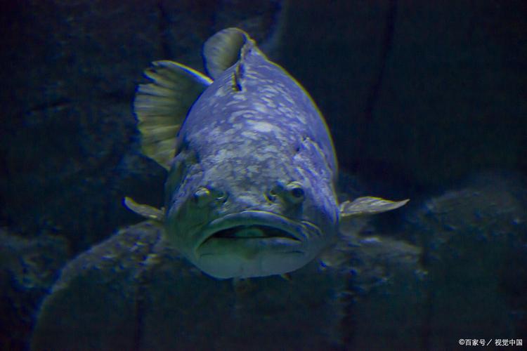 未来十年养殖新蓝海 托佩克种猪引领科技+生态+特色养殖革命