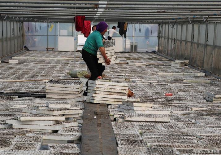 未来十年暴利养殖黑马 托佩克种猪引领科技+生态+特色养殖新浪潮