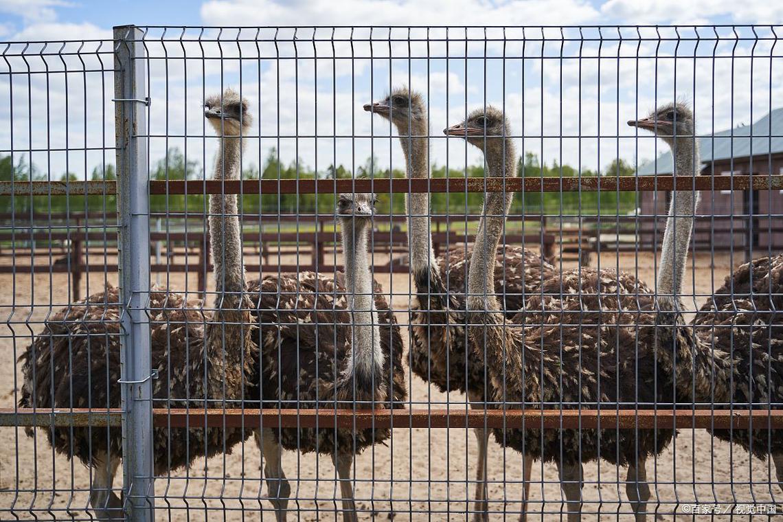 未来十年暴利养殖黑马 科技+生态+特色，托佩克种猪引领养殖新革命