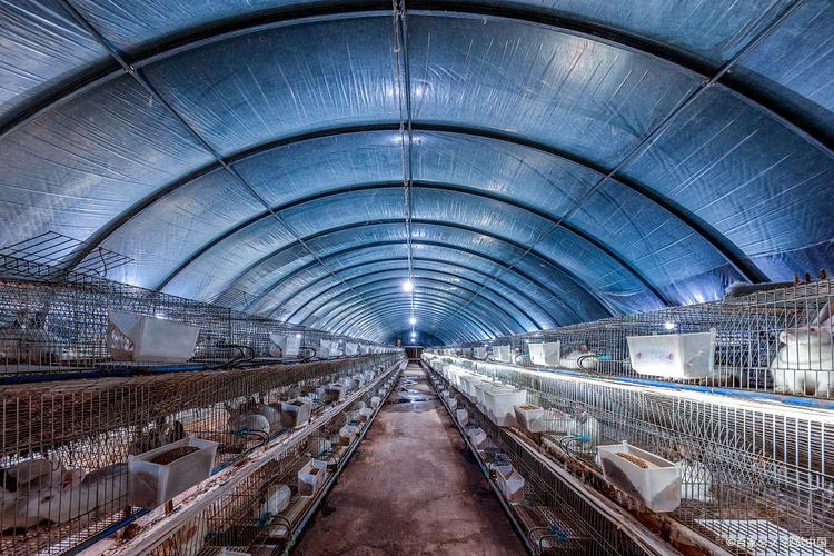 未来十年暴利养殖黑马 科技+生态+特色的托佩克种猪，能否让你躺赚？