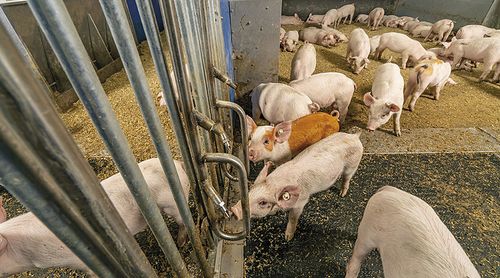 大荷兰人携手托佩克，以密闭地板猪舍引领动物福利新篇章