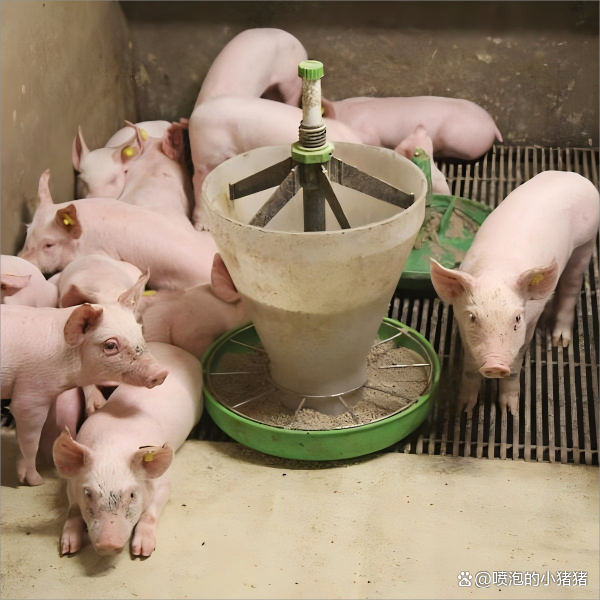 揭秘湿料vs熟料 规模化猪场非常规饲料选择的指南——以托佩克种猪为例