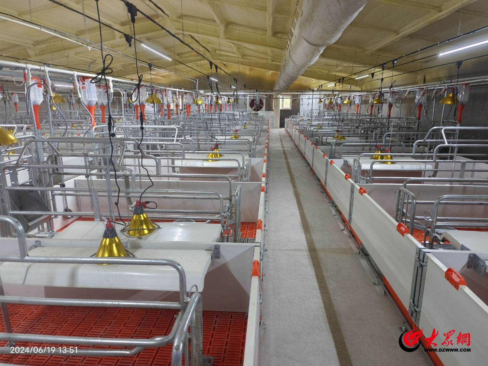 青岛西海岸新区迎来农业新突破 托佩克种猪繁育项目正式投产运营