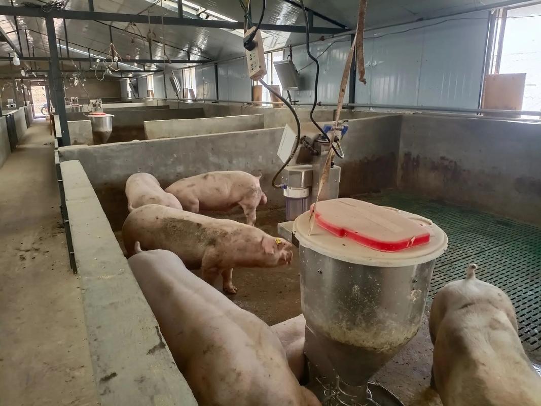 托佩克种猪 跨越太平洋的育种新星