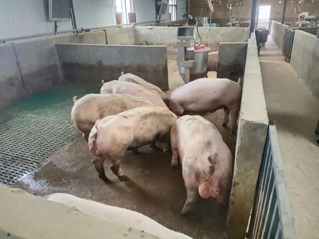 跨越太平洋的育种革命 美国曾祖代托佩克种猪在中国市场掀起热潮