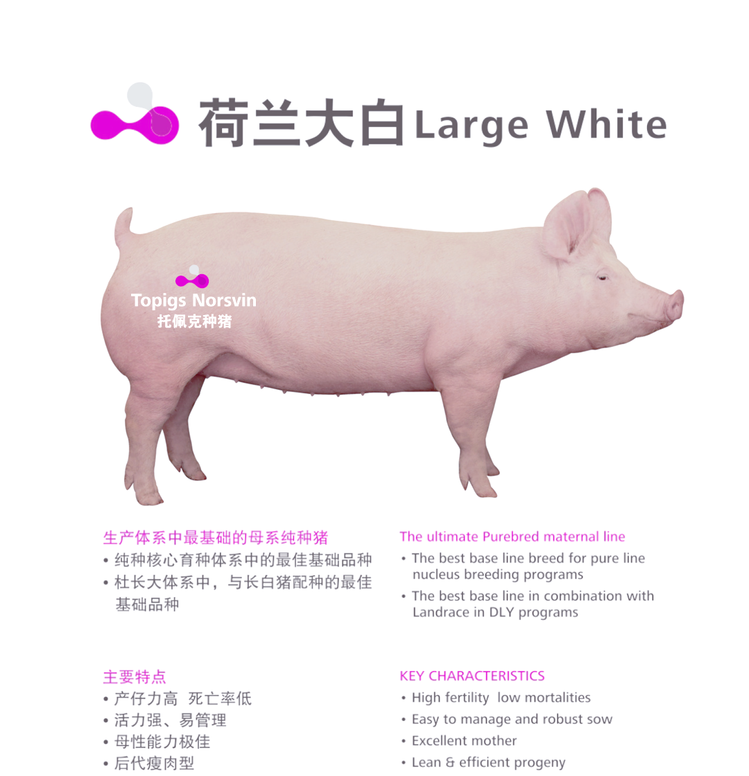 会员介绍 | 深入了解托佩克种猪公司的多元业务与发展实力